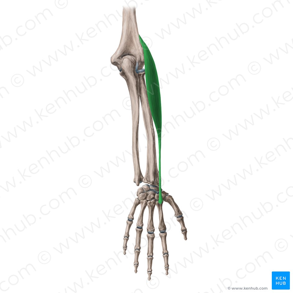 Músculo extensor radial longo do carpo (Musculus extensor carpi radialis longus); Imagem: Yousun Koh