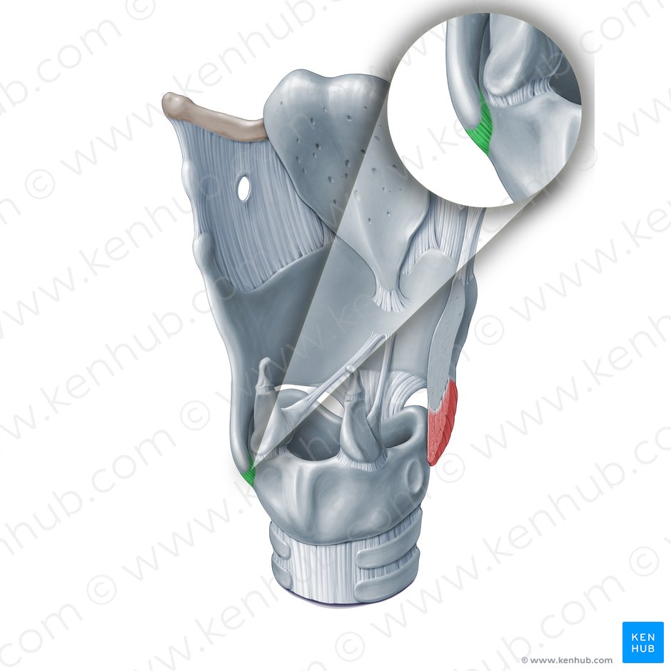 Capsule of cricothyroid joint (Capsula articularis cricothyroidea); Image: Paul Kim