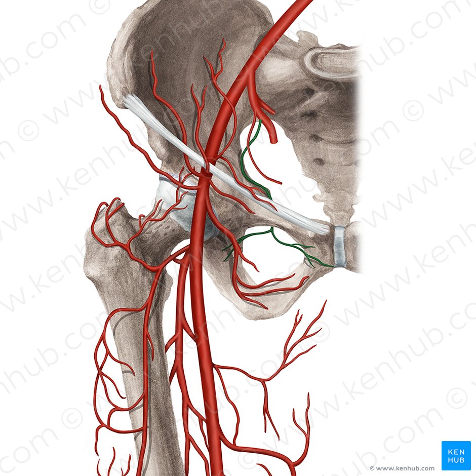 Arteria obturatoria (Hüftlocharterie); Bild: Rebecca Betts