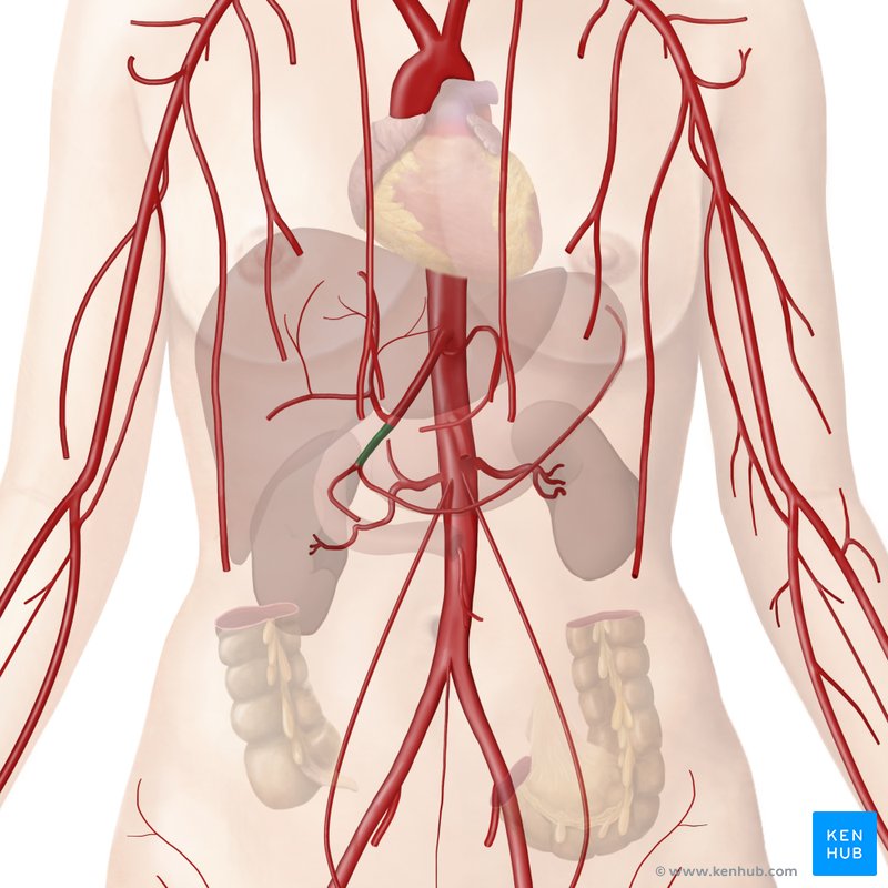 Gastroduodenal artery: Anatomy, branches, supply | Kenhub