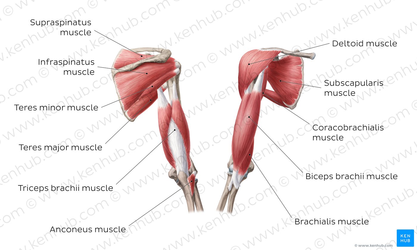 Diagram Of Shoulder Muscles / Shoulder Anatomy Illustrations Healthy Shoulder Anatomy Shoulder Replacement Illustrations - The shoulder is one of the largest and most complex joints in the body.