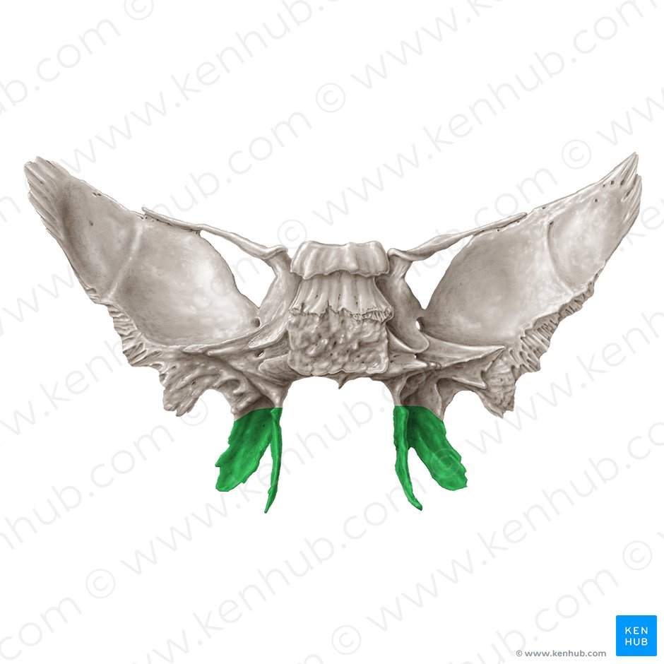 Proceso pterigoides del hueso esfenoides (Processus pterygoideus ossis sphenoidalis); Imagen: Samantha Zimmerman