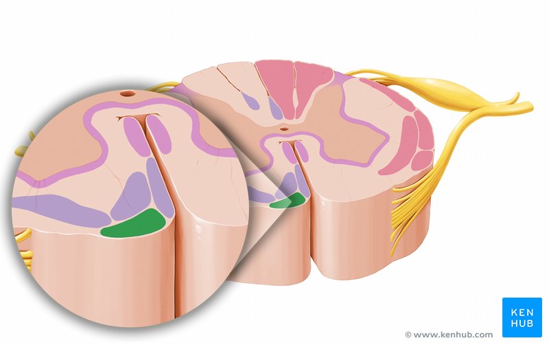 Tectospinal tract - axial view