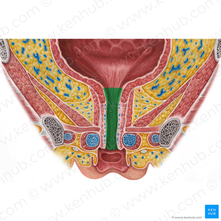 Urethra; Image: Irina Münstermann