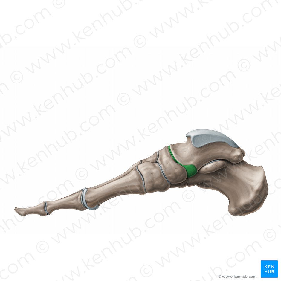 Talonavicular joint (Articulatio talonavicularis); Image: Paul Kim