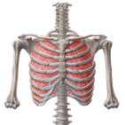 Muscles of the thoracic wall