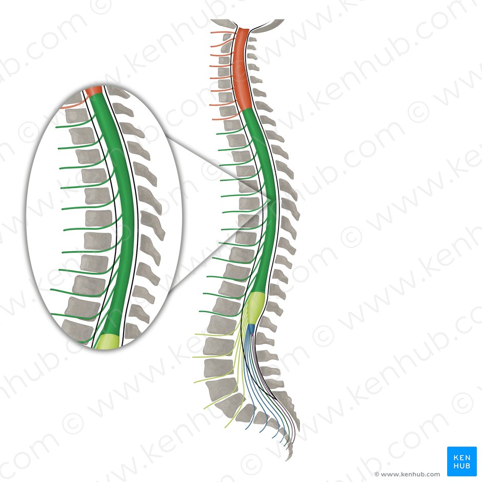 Nervios espinales T1 - T12 (Nervi spinales T1-T12); Imagen: Irina Münstermann