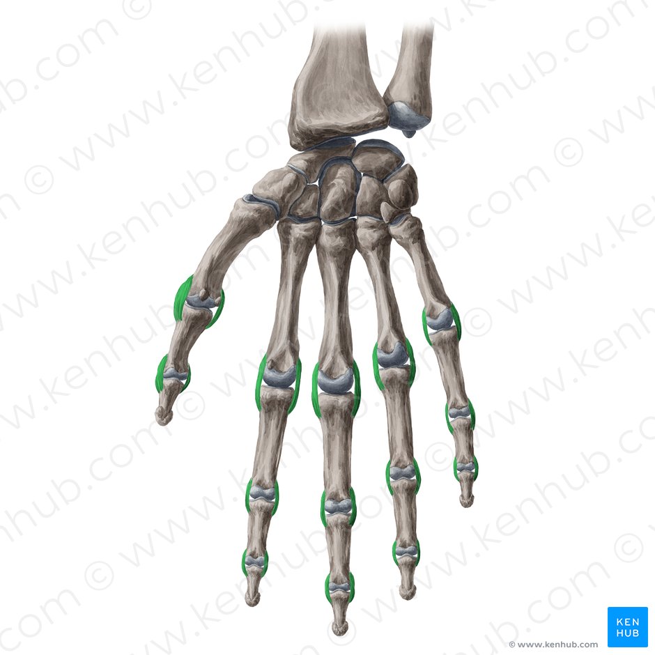 Collateral ligaments of interphalageal and metacarpophalangeal joints (Ligamenta collateralia articulationum interphalangearum et metacarpophalangearum); Image: Yousun Koh