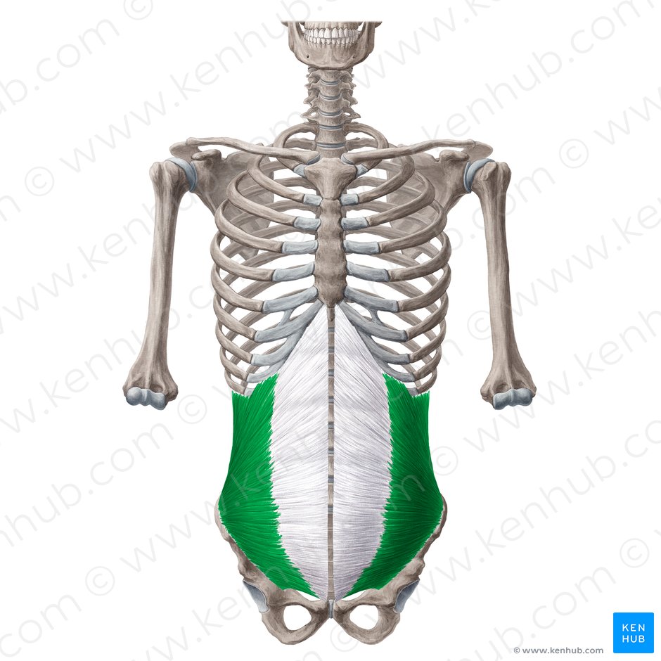 Músculo oblíquo interno do abdome (Musculus obliquus internus abdominis); Imagem: Yousun Koh