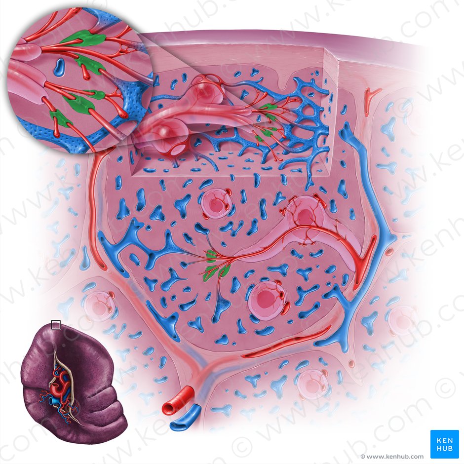 Macrófagos da bainha da arteríola penicilada (Vagina periarteriolaris macrophagocytica); Imagem: Paul Kim