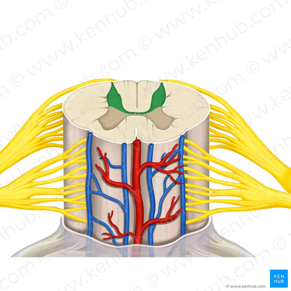 Cornu posterius medullae spinalis (Hinterhorn des Rückenmarks); Bild: Rebecca Betts