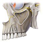 Maxillary nerve: Cranial nerve (V2) 