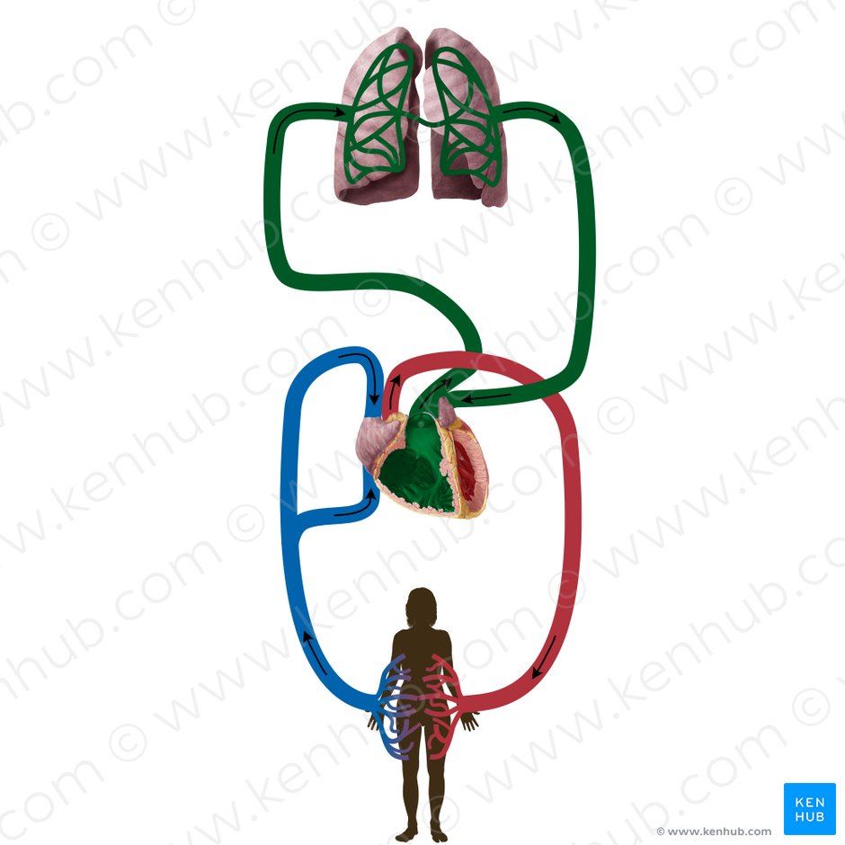Circulatio pulmonis (Lungenkreislauf); Bild: Begoña Rodriguez