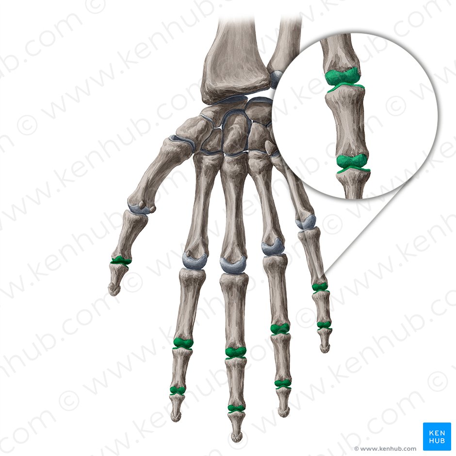 Articulationes interphalangeae manus (Interphalangealgelenke der Hand); Bild: Yousun Koh