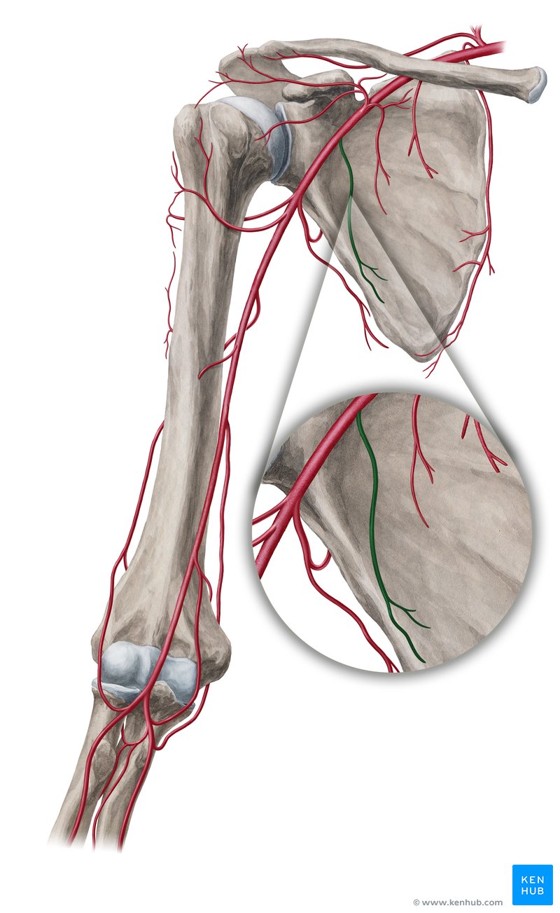 Lateral thoracic artery: Anatomy, branches, supply | Kenhub