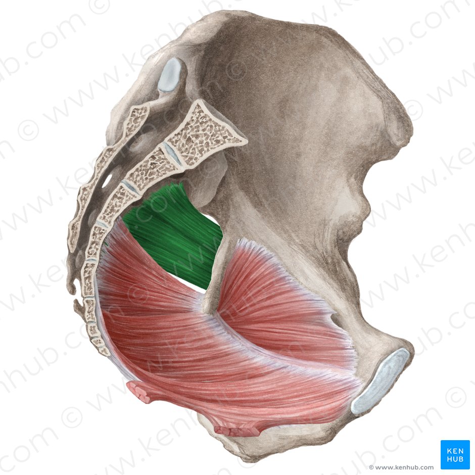 Músculo piriforme (Musculus piriformis); Imagen: Liene Znotina