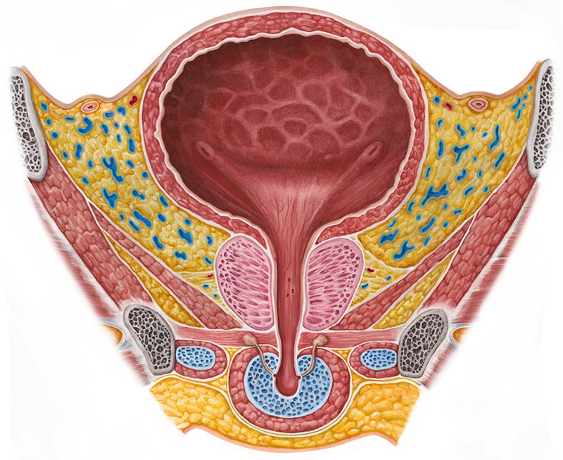 Urinary bladder and urethra (Anatomy) - Study Guide | Kenhub