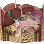 Neurovascular supply of the large intestine