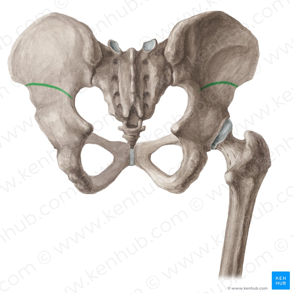 Linea glutea inferior ossis ilii (Untere Gesäßlinie); Bild: Liene Znotina