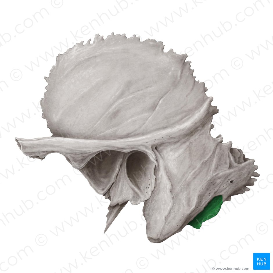 Mastoid notch of temporal bone (Incisura mastoidea ossis temporalis); Image: Samantha Zimmerman