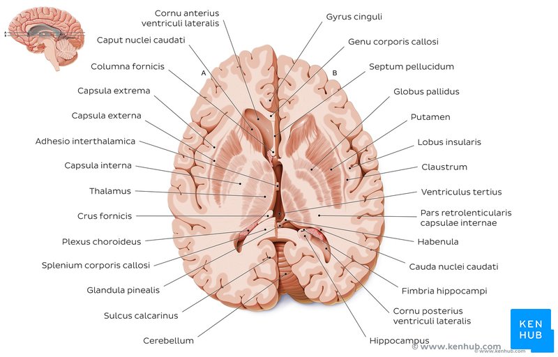 Thalamus: Anatomy, nuclei, function | Kenhub