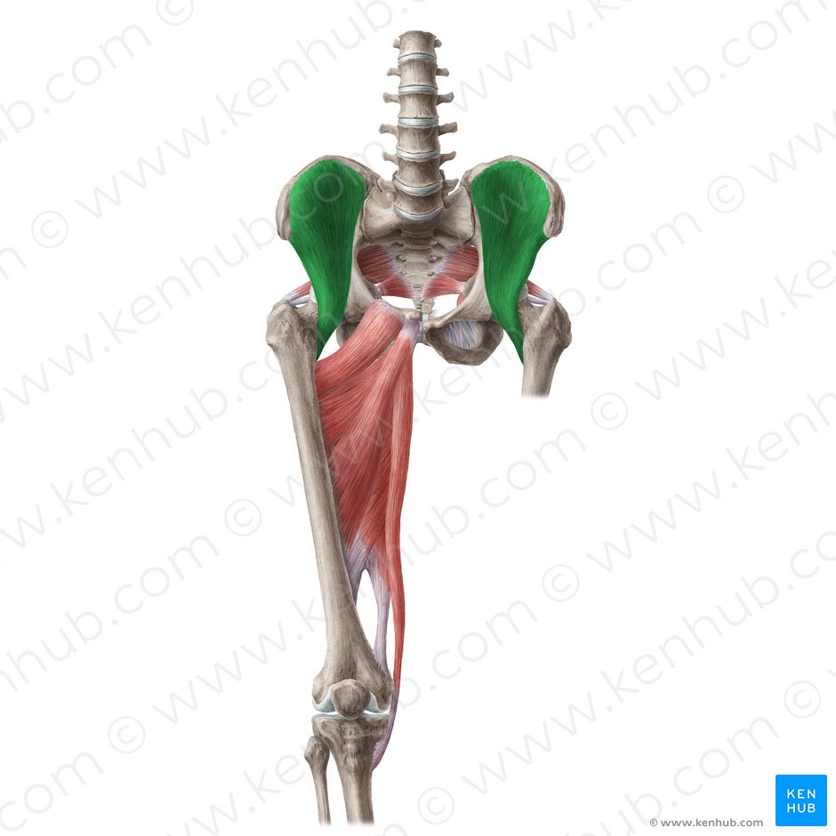 Iliacus muscle (Musculus iliacus); Image: Liene Znotina
