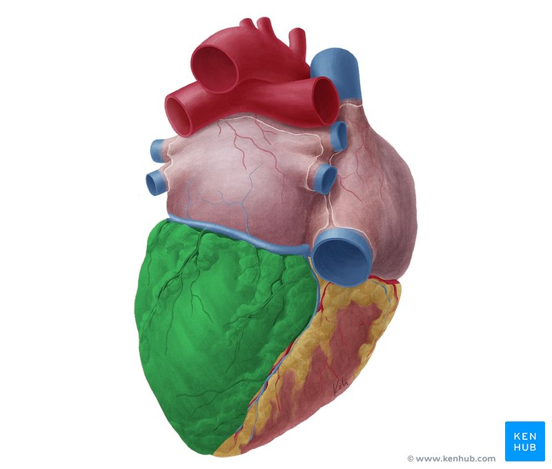Ventricles of the Heart - Anatomy and Clinical Aspects | Kenhub