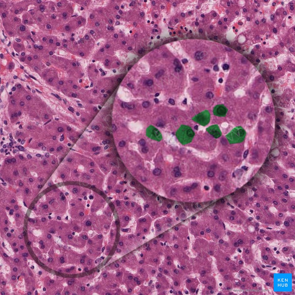 Hepatocytus (Hepatozyt); Bild: 