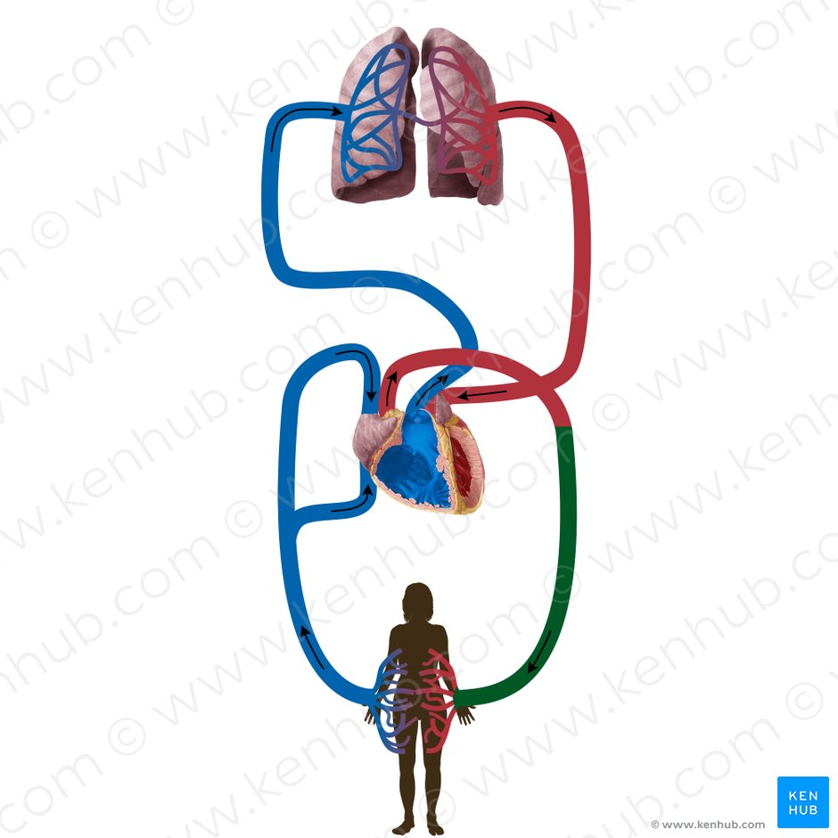 Arterias sistémicas (Arteriae systemicae); Imagen: Begoña Rodriguez