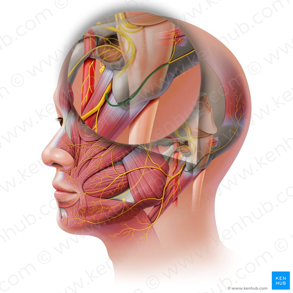 Nervio auricular posterior (Nervus auricularis posterior); Imagen: Paul Kim