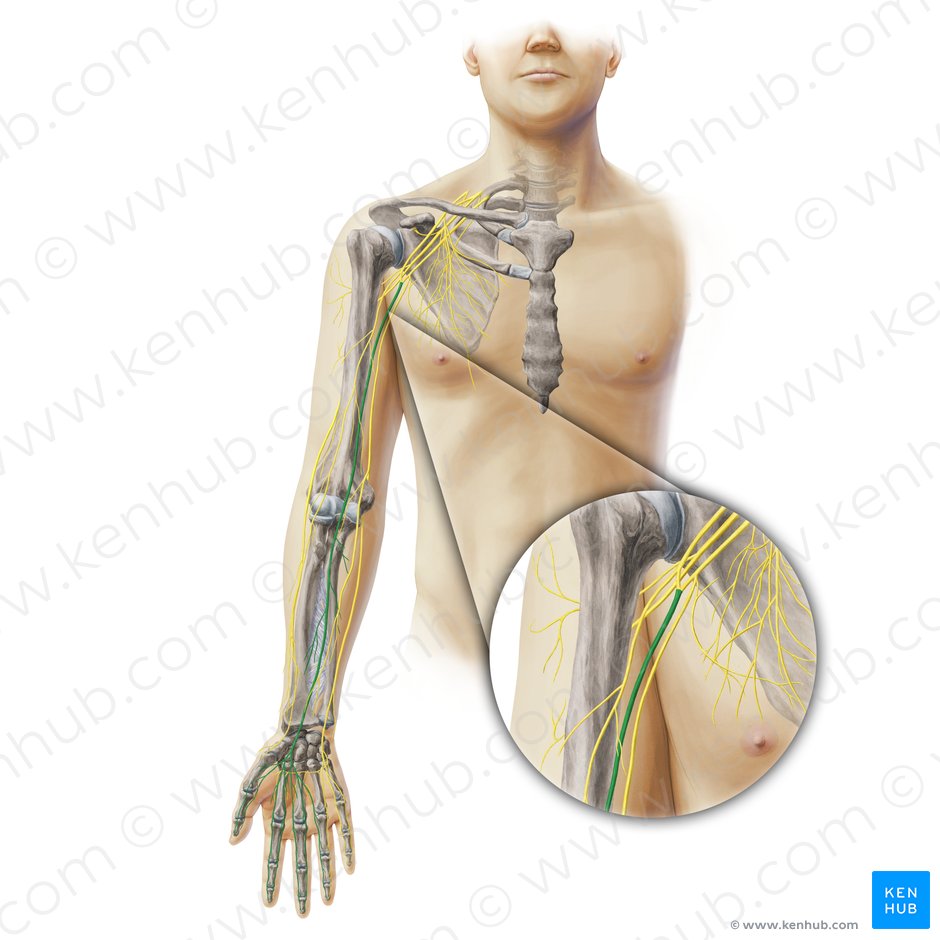 Median nerve (Nervus medianus); Image: Paul Kim