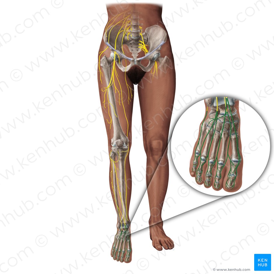 Nervios digitales dorsales del pie (Rami digitales dorsales pedis); Imagen: Paul Kim
