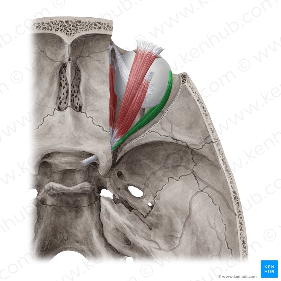Músculo reto lateral (Musculus rectus lateralis); Imagem: Yousun Koh