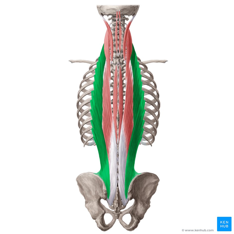 Erector spinae: Muscles, attachments, functions | Kenhub
