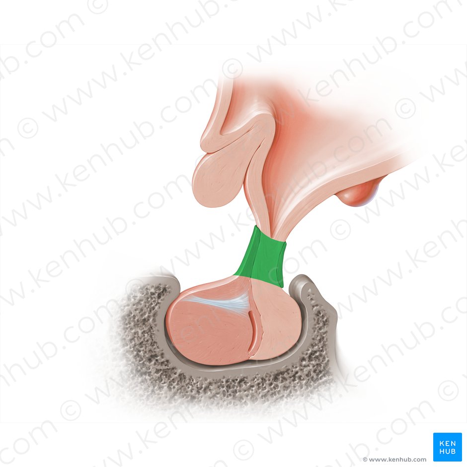 Infundibulum of pituitary gland (Infundibulum); Image: Paul Kim