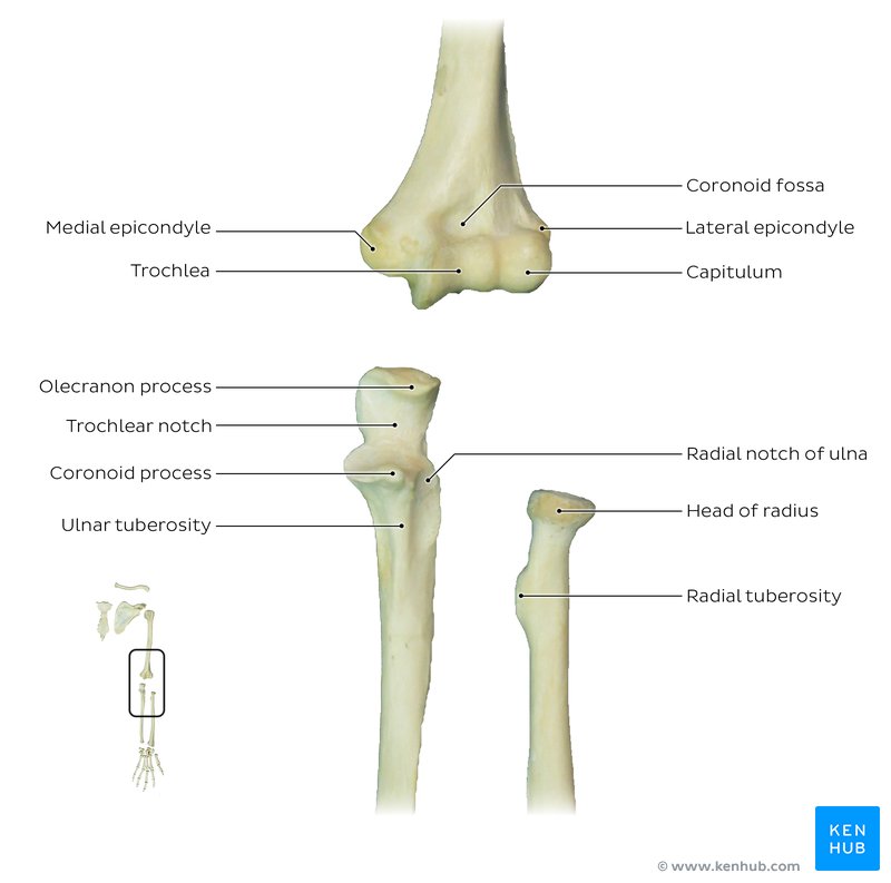 Cadaveric radius, ulna and humerus with labeled landmarks of the elbow joint