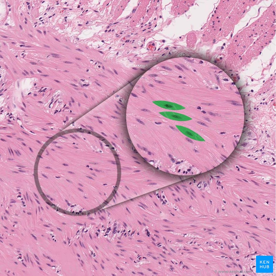 Célula del músculo liso (Myocytus levis); Imagen: 