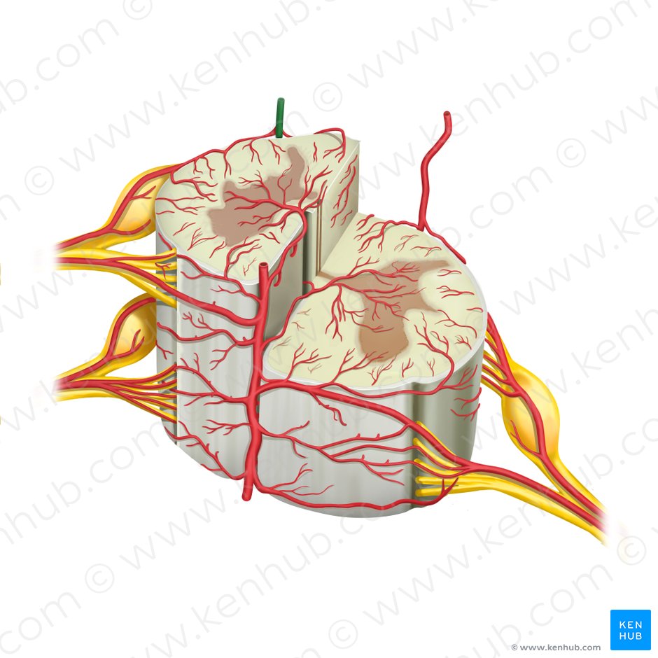 Arteria spinalis posterior dextra (Rechte hintere Rückenmarksarterie); Bild: Rebecca Betts