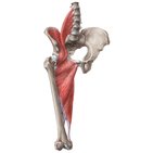Músculos de la cadera y el muslo