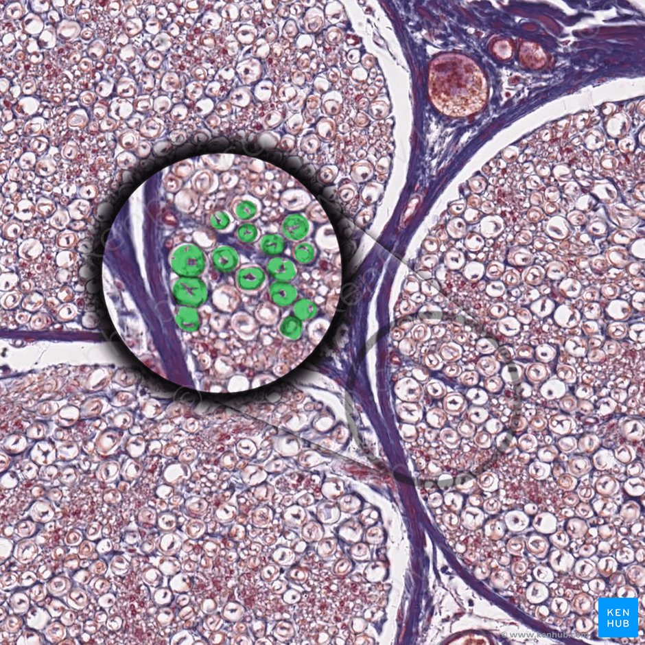 Bainha de mielina (Stratum myelini); Imagem: 