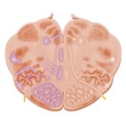 Medulla oblongata - Höhe: Nervus hypoglossus