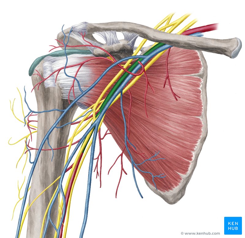 Upper limb: Arteries, veins and nerves | Kenhub