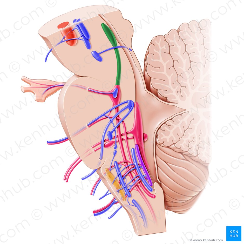 Núcleo mesencefálico del nervio trigémino (Nucleus mesencephalicus nervi trigemini); Imagen: Paul Kim