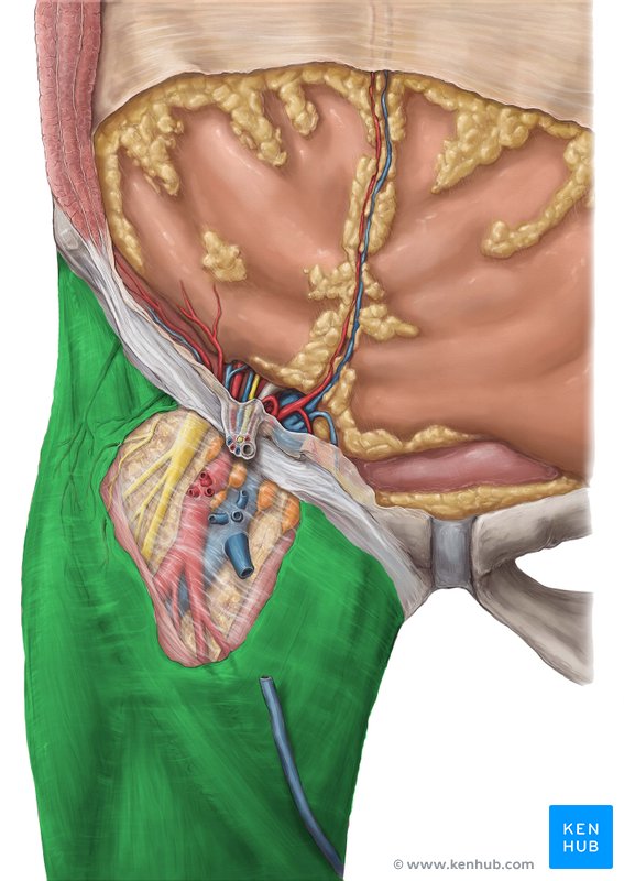 Fasciae of the hip and thigh: Anatomy | Kenhub