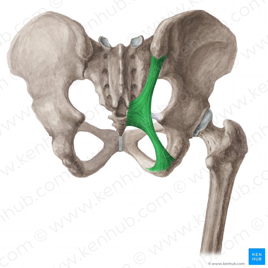 Sacrotuberous ligament (Ligamentum sacrotuberale); Image: Liene Znotina
