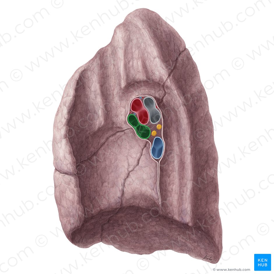 Right superior pulmonary vein (Vena pulmonalis superior dextra); Image: Yousun Koh