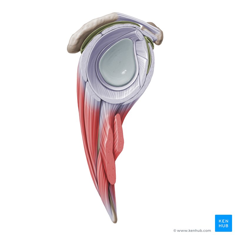Músculos del manguito rotador: Subescapular, supraespinoso, infraespinoso, redondo menor.