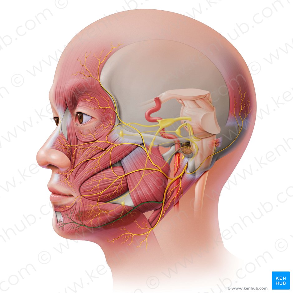 Ramo marginal mandibular del nervio facial (Ramus marginalis mandibulae nervi facialis); Imagen: Paul Kim