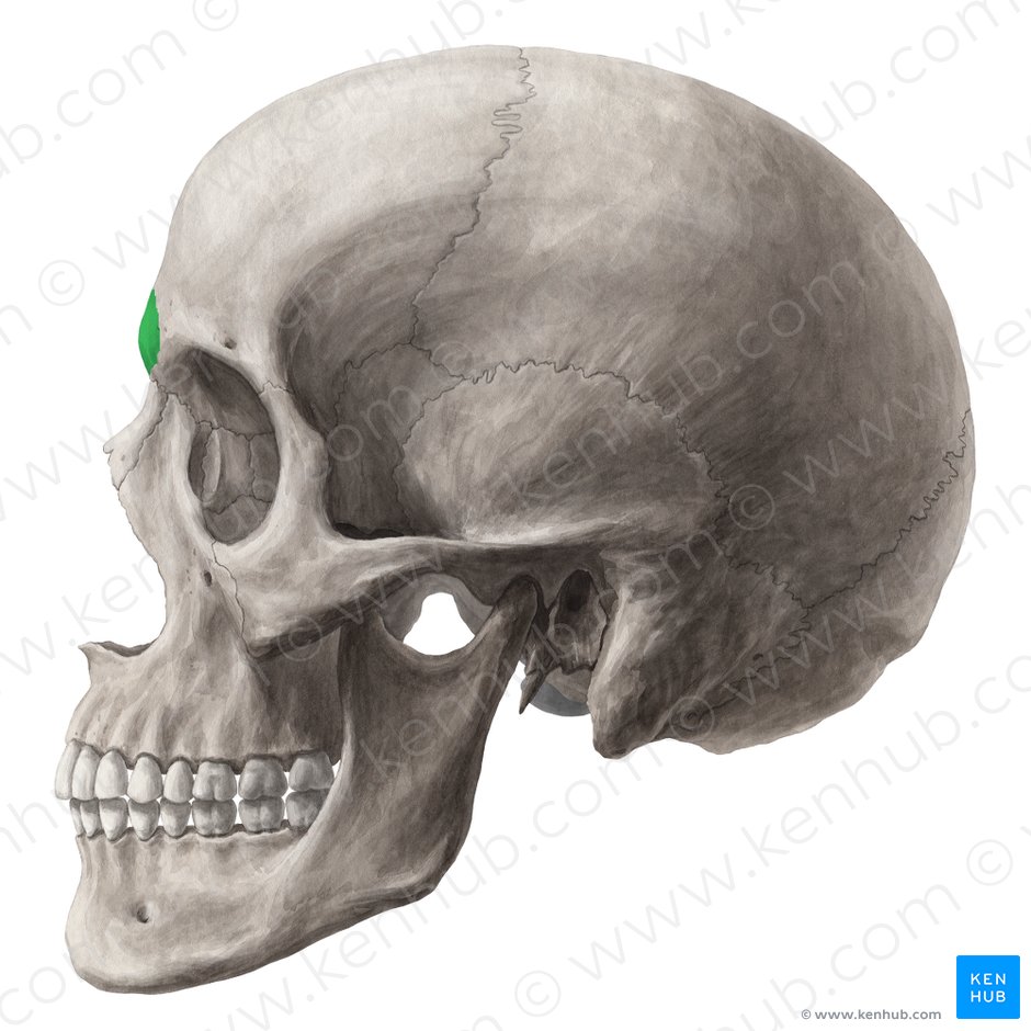 Glabella of frontal bone (Glabella ossis frontalis); Image: Yousun Koh