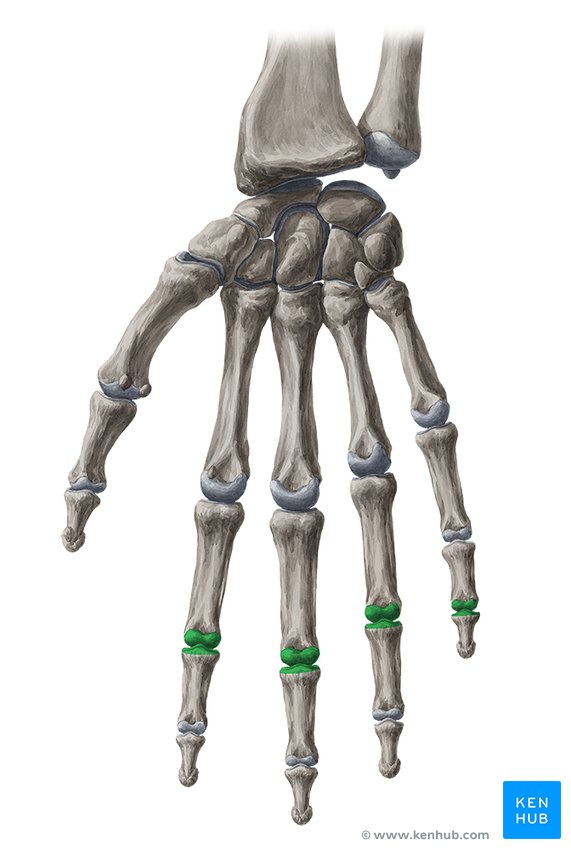 Proximal interphalangeal joints of the hand: Anatomy | Kenhub